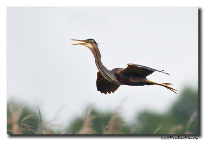 Purperreiger - Purple Heron 20130531