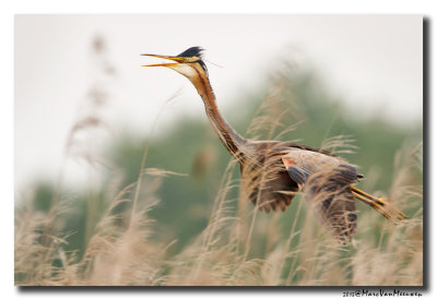 Purperreiger - Purple Heron 20130531