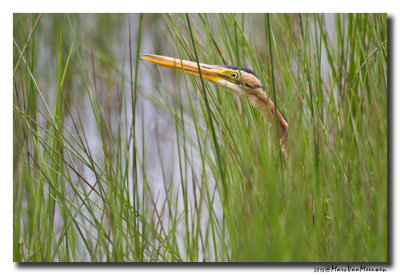 Purperreiger - Purple Heron 20130530