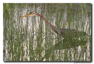 Purperreiger - Purple Heron 20130530