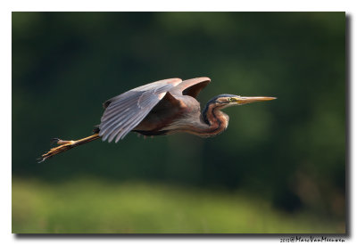 Purperreiger - Purple Heron 20130531