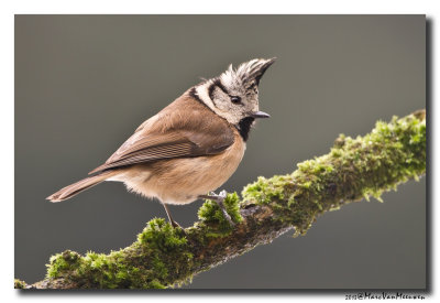 Kuifmees - Crested Tit 20130209