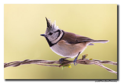 Kuifmees - Crested Tit 