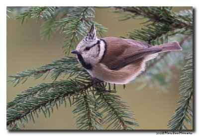 Kuifmees - Crested Tit 20130213