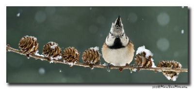Kuifmees - Crested Tit 20130224