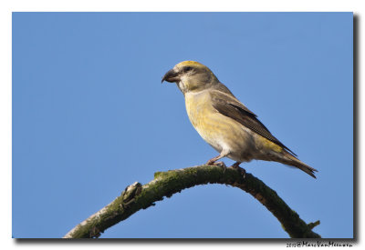 Kruisbek - Crossbill 20131022