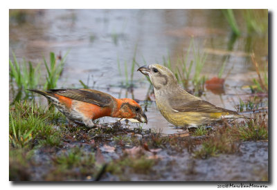 Kruisbek - Crossbill 20131023