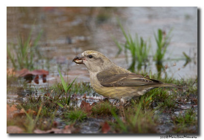 Kruisbek - Crossbill 20131023  