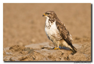 Buizerd - Buzzard 20130330