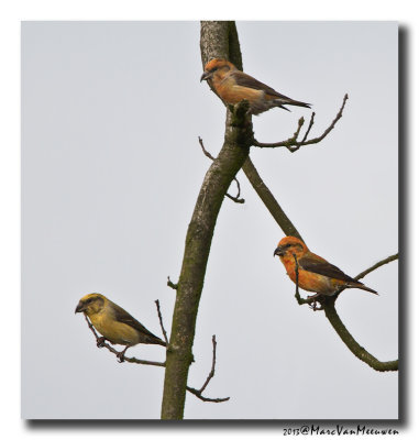 Kruisbek - Crossbill 20131023