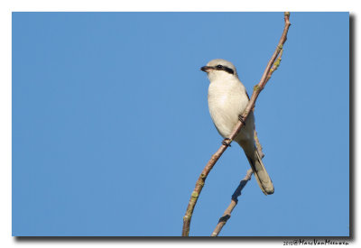 Klapekster - Great Grey Shrike 20131030