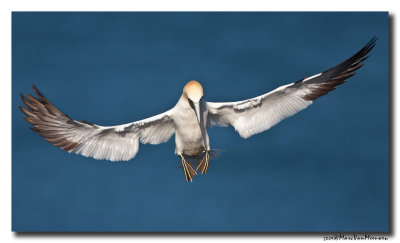 Jan-van-gent - Northern Gannet 20090531