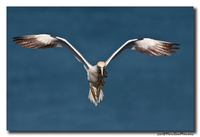 Jan-van-gent - Northern Gannet 20090531