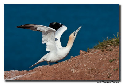 Jan-van-gent - Northern Gannet 20090531