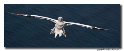 Jan-van-gent - Northern Gannet 20090531
