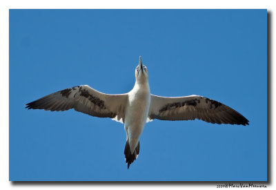 Jan-van-gent - Northern Gannet 20090531