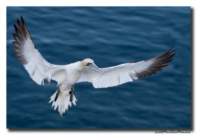 Jan-van-gent - Northern Gannet 20090601