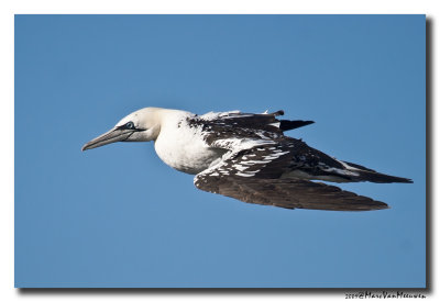 Jan-van-gent - Northern Gannet 20090603