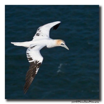 Jan-van-gent - Northern Gannet 20090604