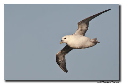 Noordse Stormvogel - Northern Fulmar