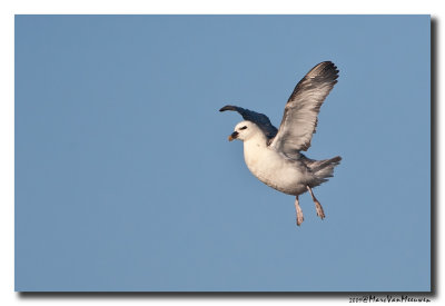 Noordse Stormvogel - Northern Fulmar 2009