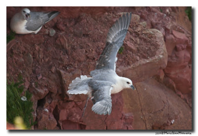 Noordse Stormvogel - Northern Fulmar 2009