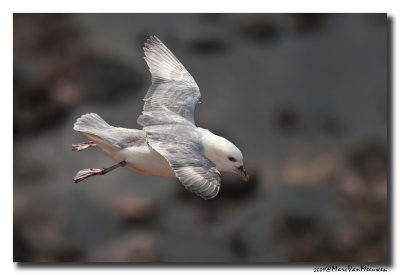 Noordse Stormvogel - Northern Fulmar 2009