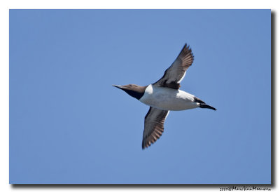 Zeekoet - Murre 20090601
