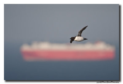 Zeekoet - Murre 20090601