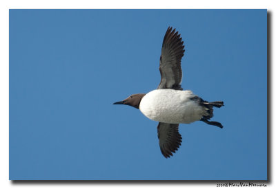 Zeekoet - Murre 20090603
