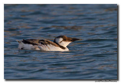 Zeekoet - Murre 20111016