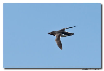Alk - Razorbill 20090602