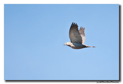 Turkse Tortel - Collared Dove 20110612
