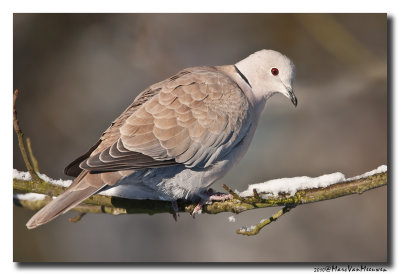 Turkse Tortel - Collared Dove 20101218