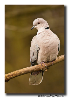 Turkse Tortel - Collared Dove 20101127