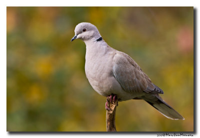 Turkse Tortel - Collared Dove 20101106