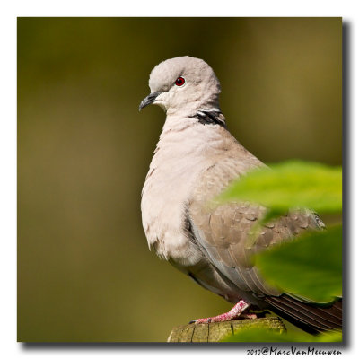 Turkse Tortel - Collared Dove
