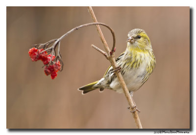 Sijs - Siskin 2013