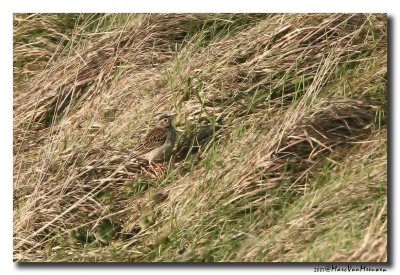 Grote Pieper - Richards Pipit 20070203