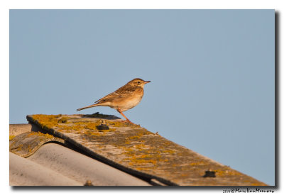 Grote Pieper - Richards Pipit 20111015