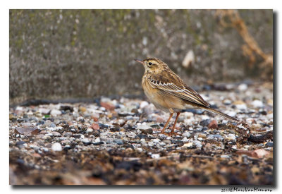Grote Pieper - Richards Pipit 20111017
