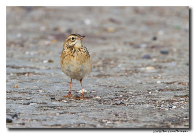 Grote Pieper - Richards Pipit 20111017