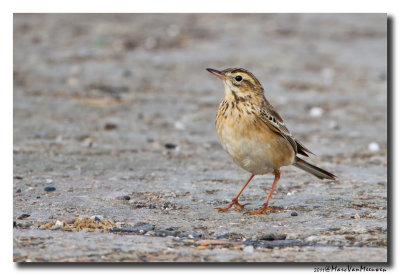 Grote Pieper - Richards Pipit 
