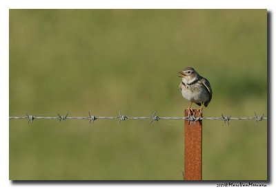 Kalanderleeuwerik - Calandra Lark 20070322