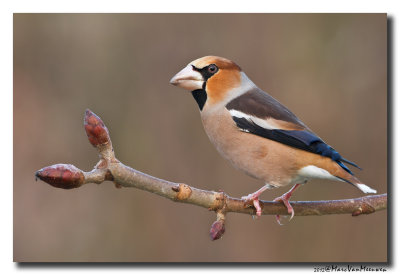 Appelvink - Hawfinch 20121211