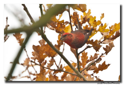 Kruisbek - Crossbill 20131126