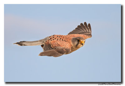 Torenvalk - Kestrel 20140131