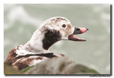 Ijseend - Long-tailed Duck 20140131