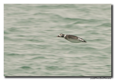 Ijseend - Long-tailed Duck 20140131
