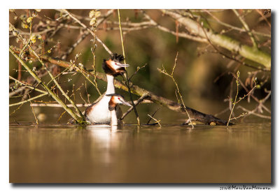 Fuut - Great Crested Grebe 20140320